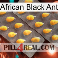 African Black Ant cialis2